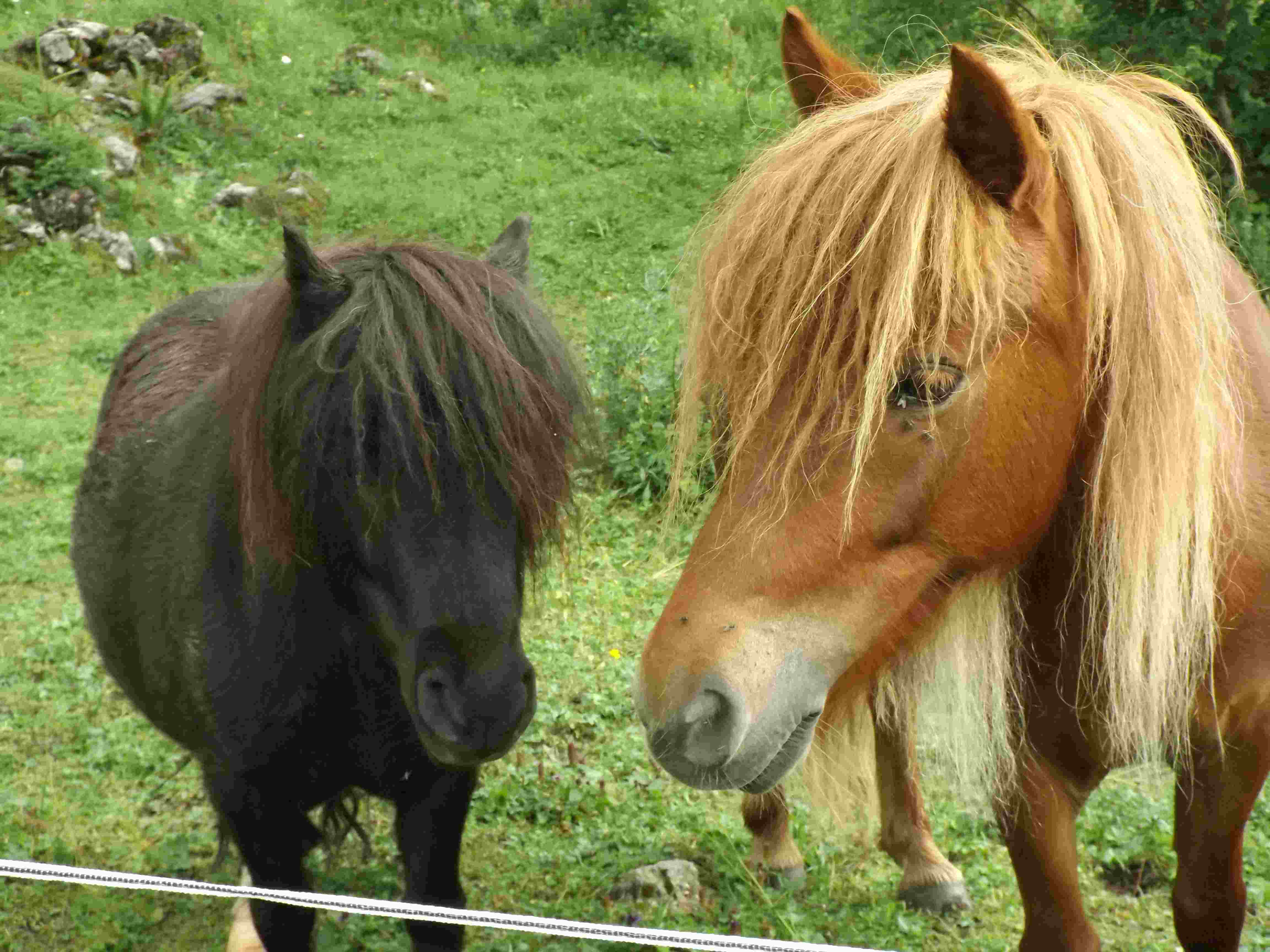Zwei Pony